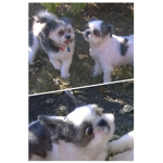 I love Dogs Squad