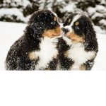 Dogs aesthetic :>