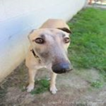 [GI] Greyhound interactive