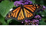 Positive butterfly’s forever