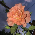Flxwers.Sunn