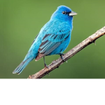 Tweet tweet Gang