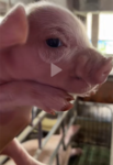 Winie the poooo