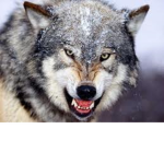 MEGA KILLER WOLVES