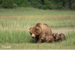 Bear group yay!