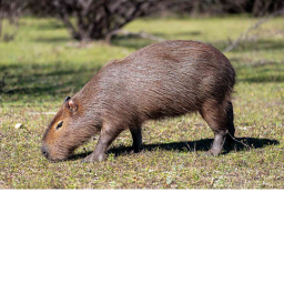 CAPYBARA OBBY!!! [UNFINISHED]