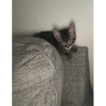 Opie