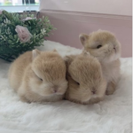 babybunni