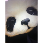 Panda team war