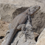 The Lizard Nation!