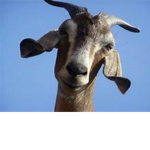 GOAT_GANG ツ