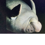 The manatee Administrations club