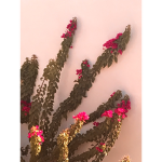 •aesthetic_vibesx•