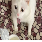 Puke Cat Clothing