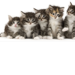 Silky Cats