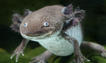 AxolotlDev Studios