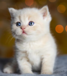 7171