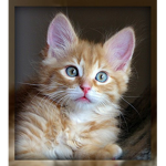 You like cats?