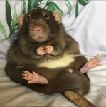 rat group