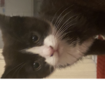 Leonmeowpoo group