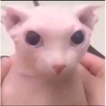 SlayyTeris