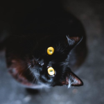 Lonely Kitten