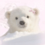 .Aesthetic bears.