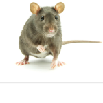 *rats*