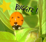 BUGGYz !