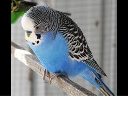 Budgie hangout