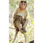 #Monkey group!