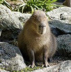 Capybara Production