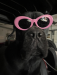 Pug owners society