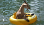 Boat Goat Studios