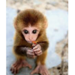 SMELLY MONKEY