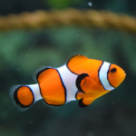 Fish trolling club