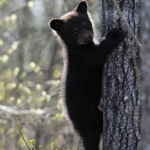 Bear sqaud.