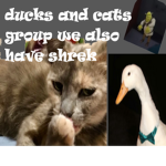 the kitty cat squad