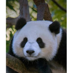 Ro-Panda Clothing TM