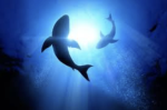 **Sharky Fanz Group**