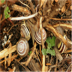 CUTE SNAILS >:U