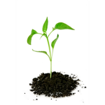 I'm a plant