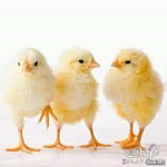 قروب عصفير