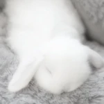 sugarpaw's Group Thumbnail