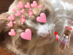 TheTigerLillys