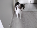 Se qui rejoint vous êtes les boss