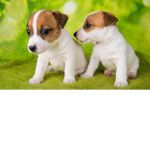 The Puppies gang!