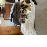 Round cat kingdom