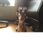Giraffes 🦒 are the best ever and everyday