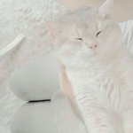 Team Meow - We love cats